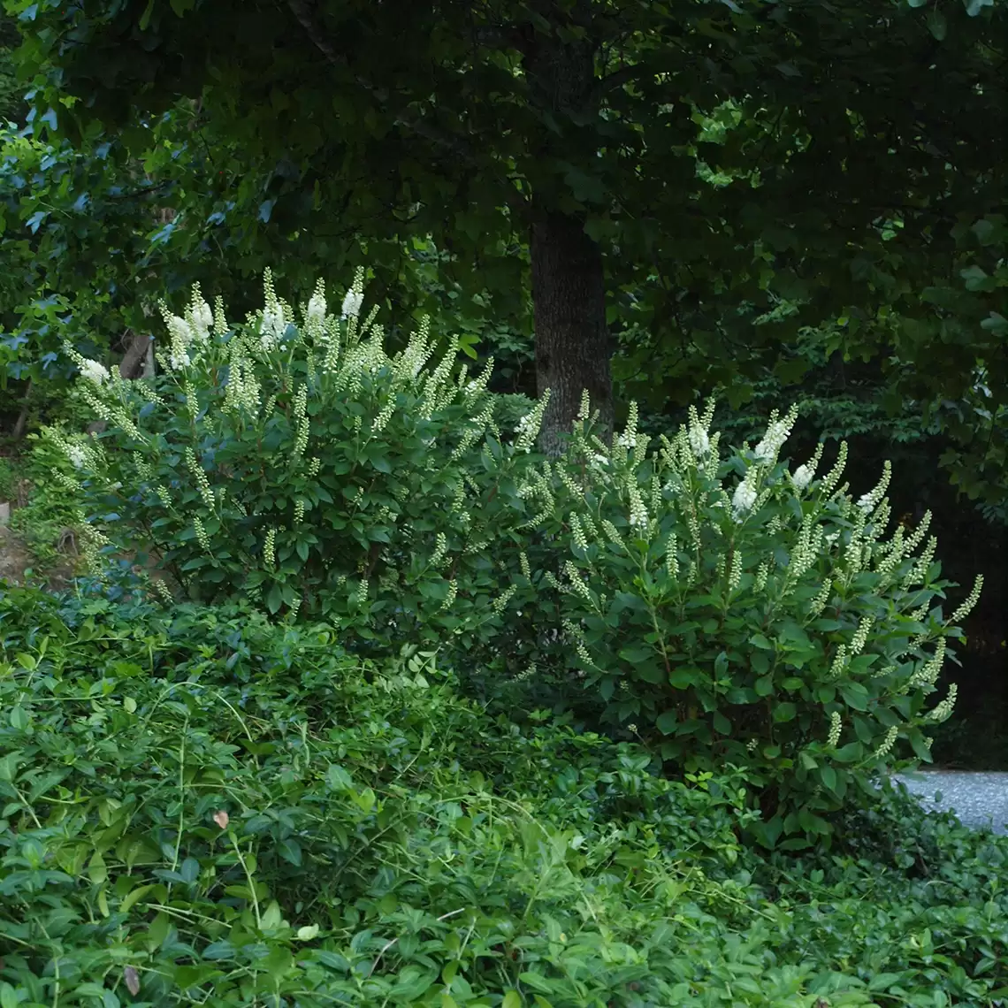 Pair of Sugartina Crystalina Clethra in landscape